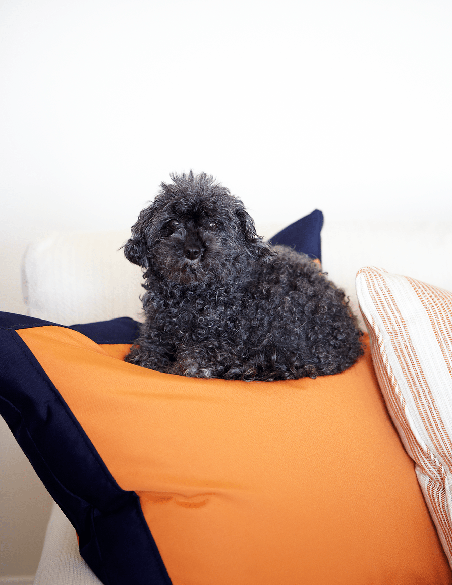 pet friendly upholstery