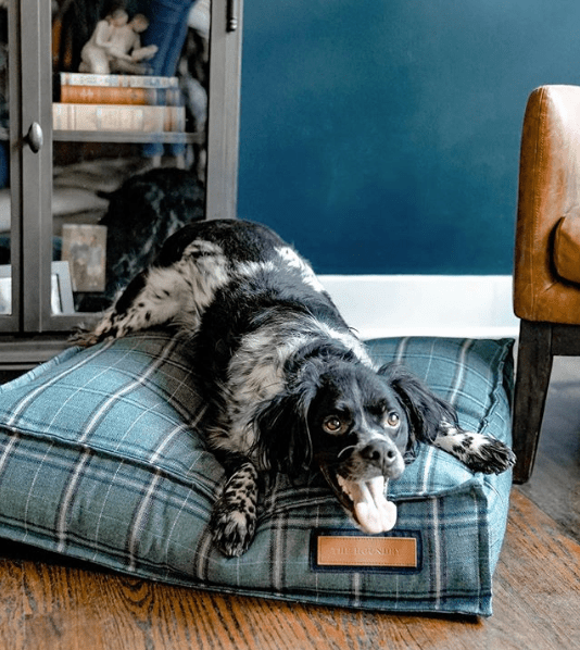 Energetic dog laying on Sunbrella fabric upholstered durable dog bed.