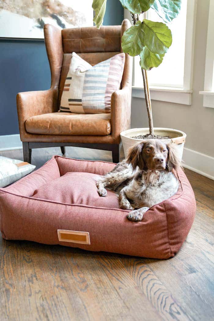 Dog lounging on a comfortable Sunbrella fabric upholstered dog bed cover.