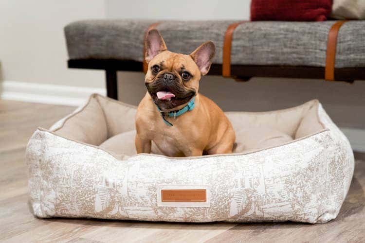 Puppy sitting on a tan patterned Sunbrella fabric upholstered dog bed from the Houndry.